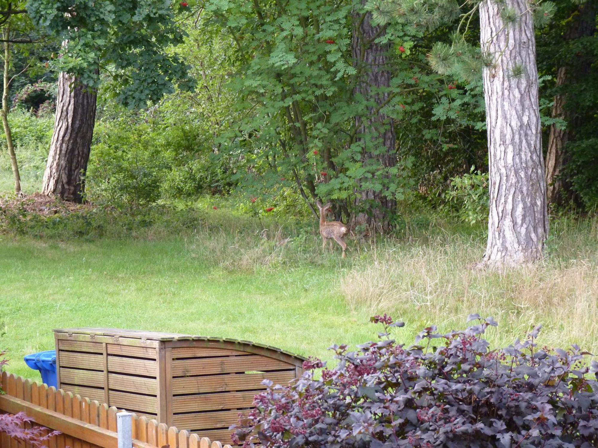 Ferienwohnung Im Wald Mit Kamin 바트하르추부르크 외부 사진