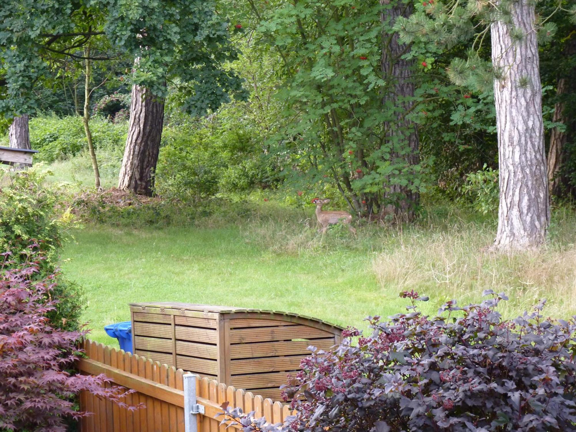Ferienwohnung Im Wald Mit Kamin 바트하르추부르크 외부 사진
